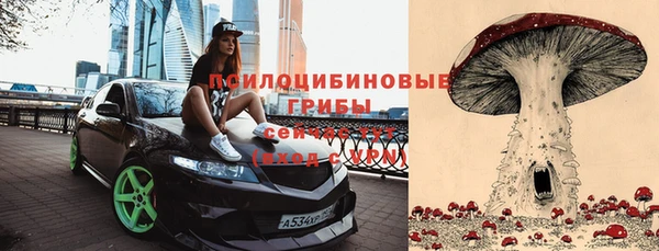 стаф Алзамай